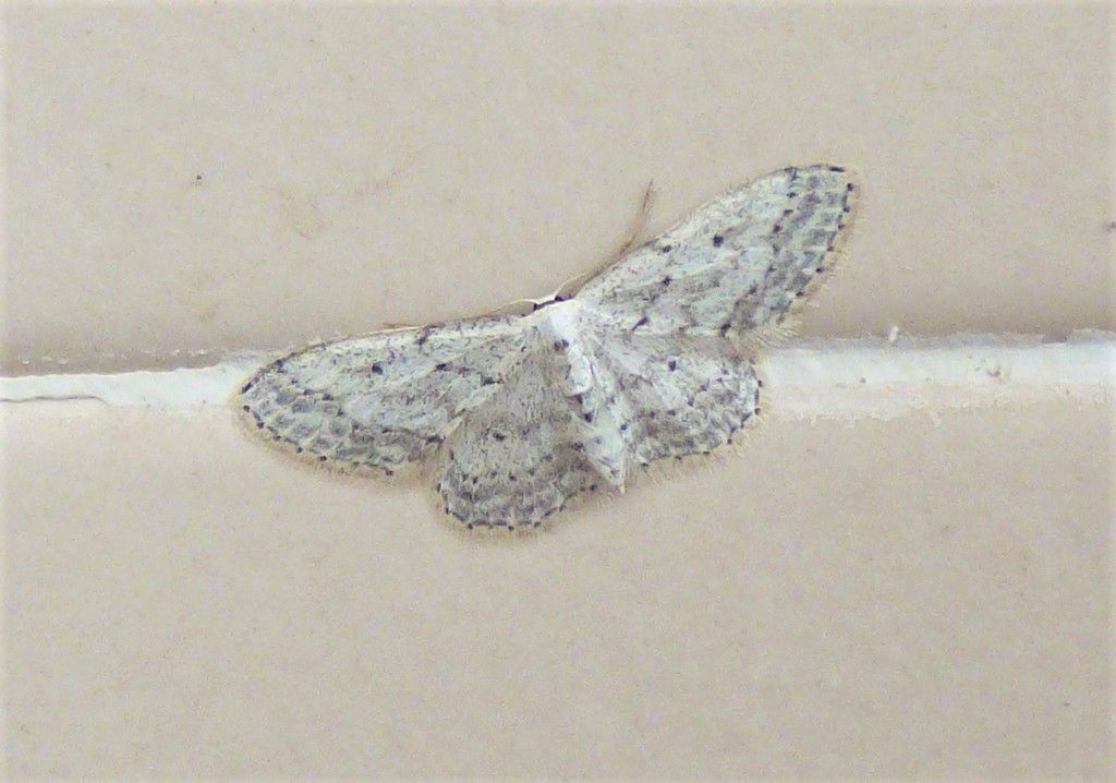 Idaea o Scopula?  Idaea seriata